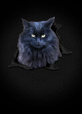 Black cat design kitty cat