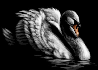 Swan Sketch