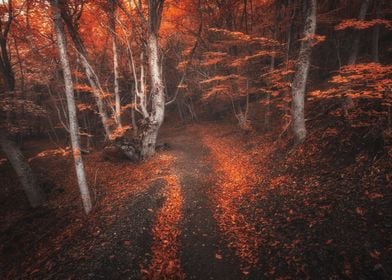 Autumn landscape forest