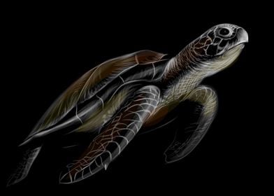 Sea Turtle Sketch