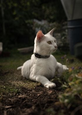 White Cat in nature