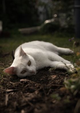 White Cat in nature