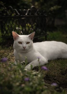 White Cat in nature