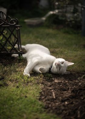 White Cat in nature