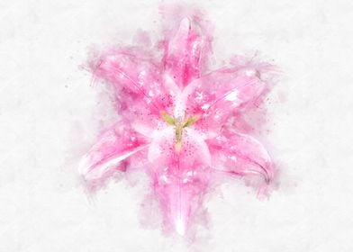 pink lily watercolor