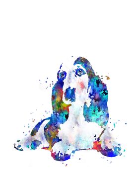 Basset hound 