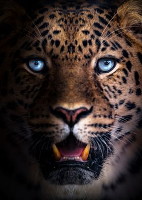 jaguar face