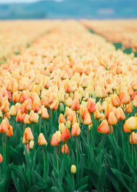 Tulips field