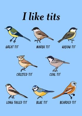 Funny Tit Bird watching