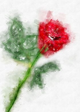 watercolor red rose