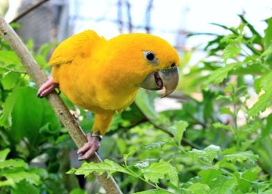 Beautiful Bird on a branch