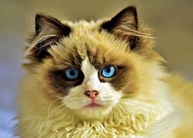 Blue eyed Cat