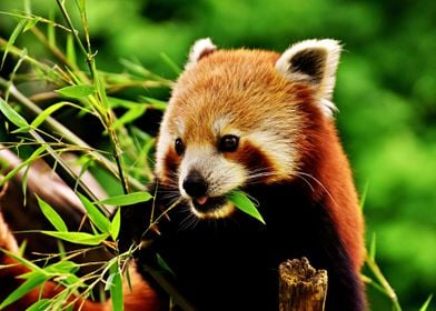 The Red Panda