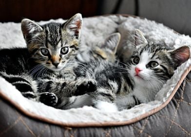 Three kittens