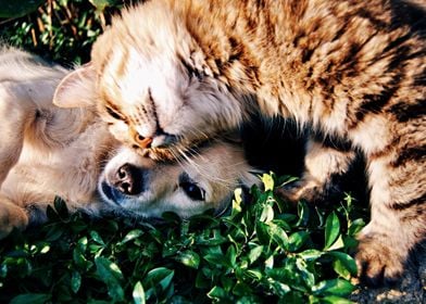 Cuddling puppy and kitten