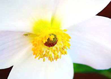 a beauty flower poster