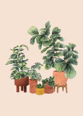 House Plants 20