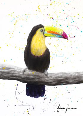 Talented Toucan