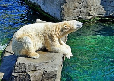 Polar bear