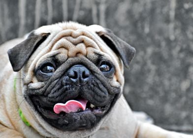 Cute pug