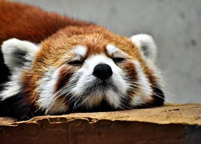 The cute red panda