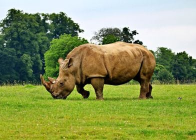 The enchanting rhino