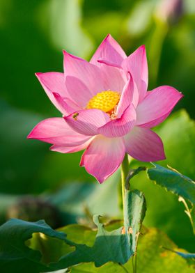 Lotus flower close up