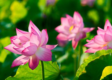 Very nice Lotus flowers