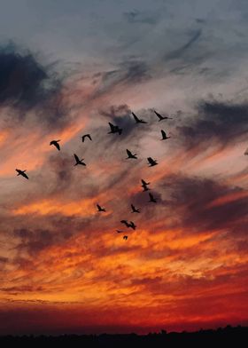 birds on the sunset