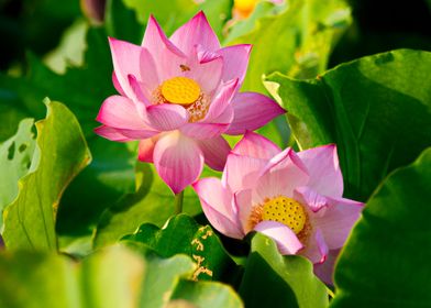 Lotus in Vietnam