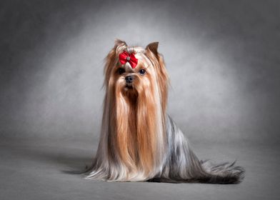 Yorkshire terrier 