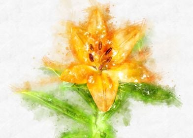 orange lily 