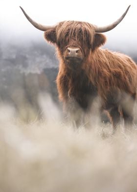 Scottish Highland Cow