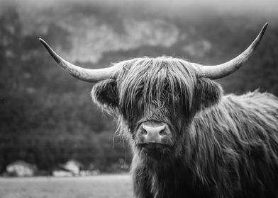 Scottish Highland Cow