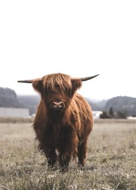 Scottish Highland Cow