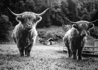 Scottish Highland Cow