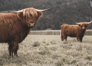 Scottish Highland Cow