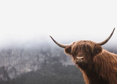 Scottish Highland Cow