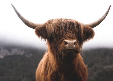 Scottish Highland Cow