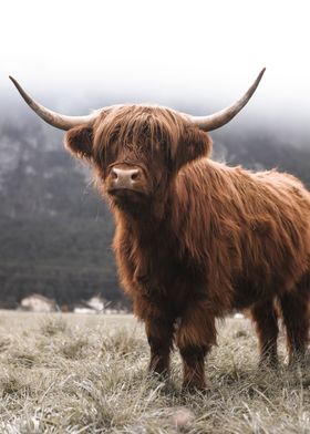 Scottish Highland Cow