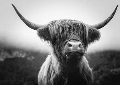 Scottish Highland Cow