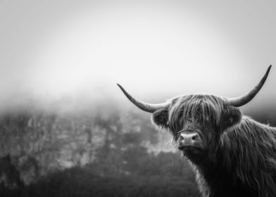 Scottish Highland Cow