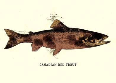 Canadian Red Trout Vintage