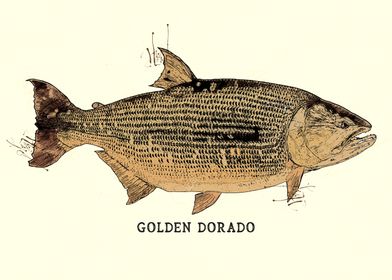 Golden Dorado Vintage