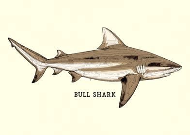 Bull Shark Vintage