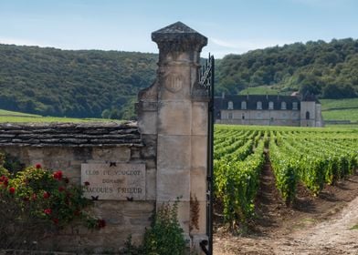 Vignes Clos Vougeot