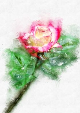 pink white rose 