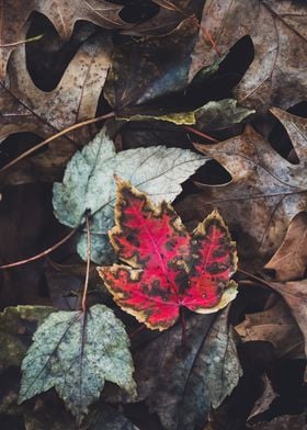 red autum leaf