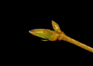 Lilac leaf bud