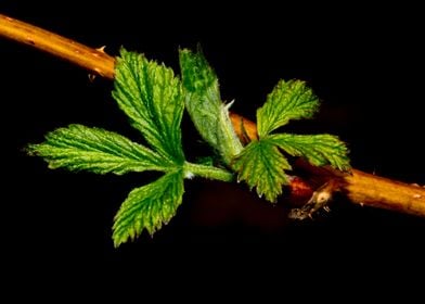 Green leaves on a vine